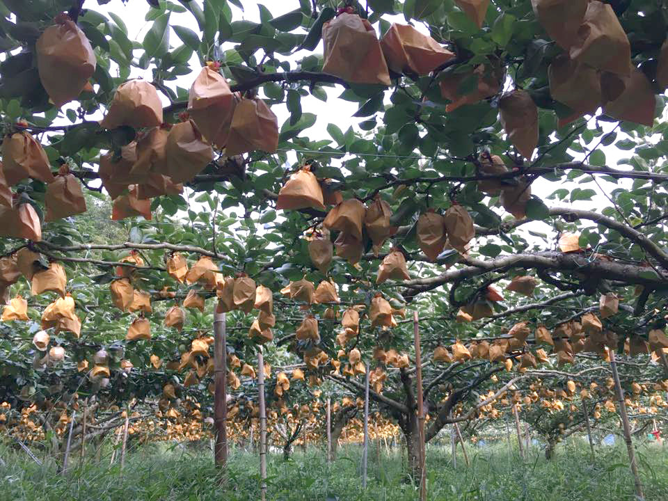 四代にわたって秋芳梨の栽培に励む【永嶺農園】
